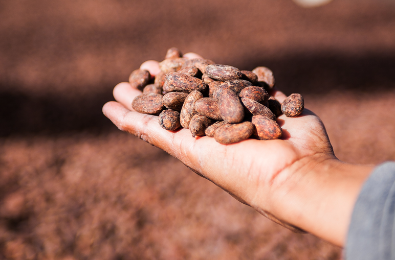 Cacao